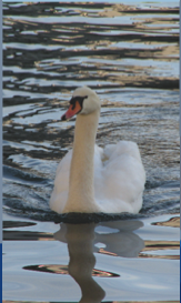 swan.png