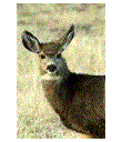deer.gif