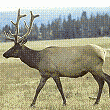 elk.gif