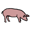 pig-vb.gif