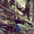 Bark stripping 2 Janet adj.jpg