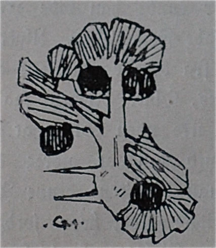 Illustration Concerning Skaði and her
                                Sons